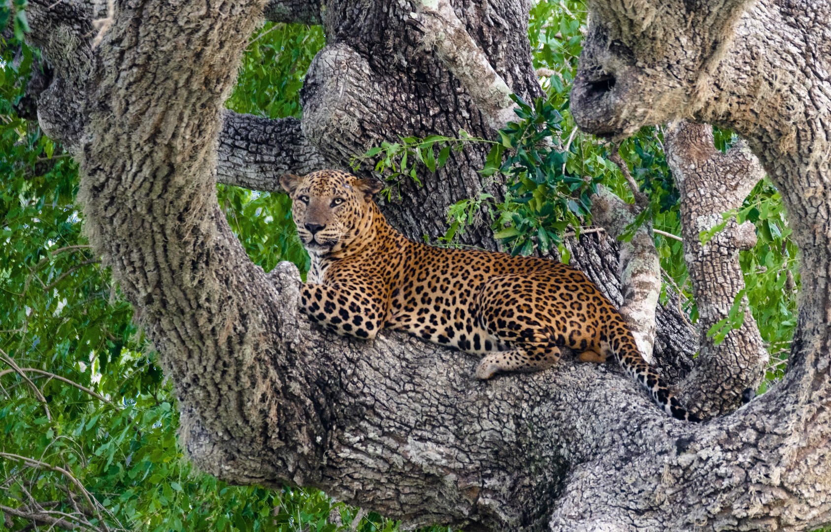 Yala National Park Day Tour