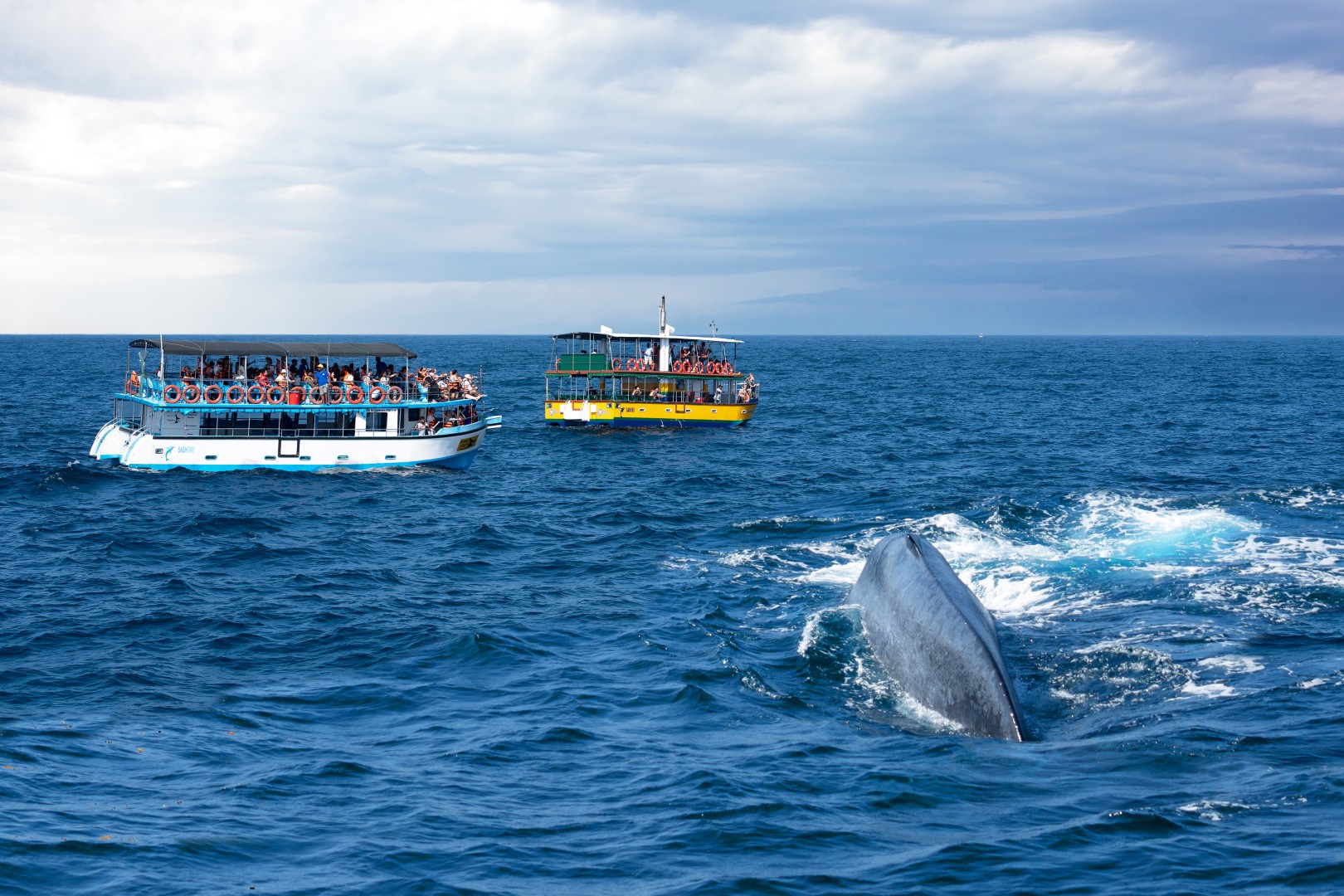 Whale and Dolphin Watching in Mirissa